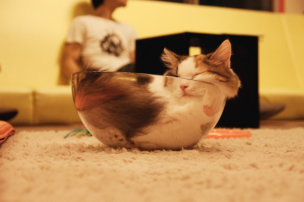 Gatti Flessibili
