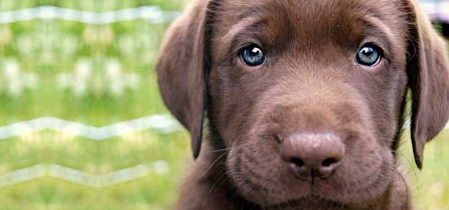 Cosa c&rsquo;&egrave; di cos&igrave; speciale in un cane?